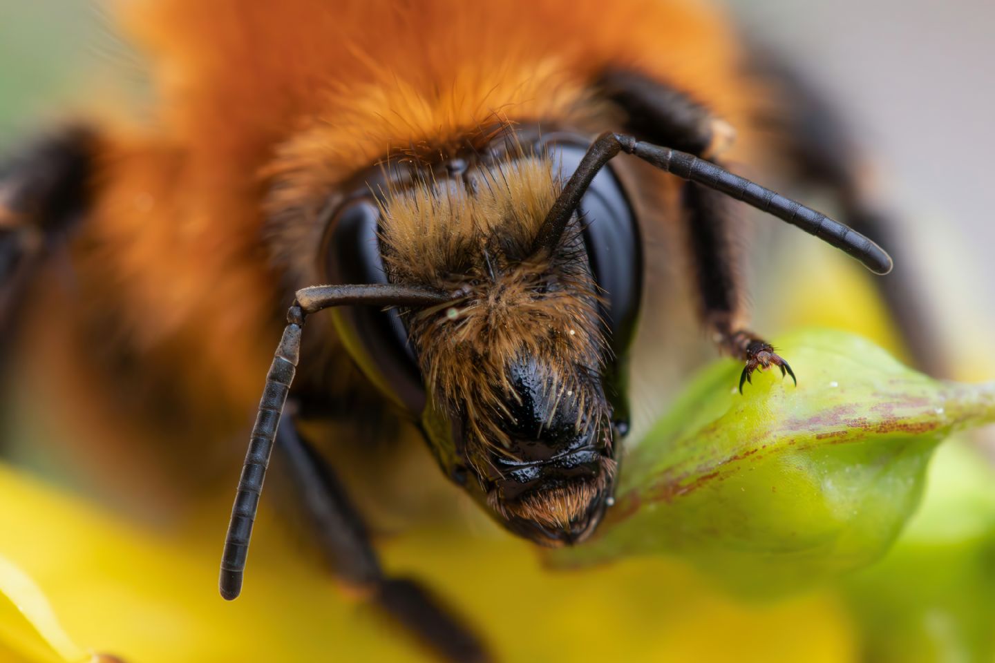 Apidae - Bombus pascuorum o forse dovrei dire Pasquorum